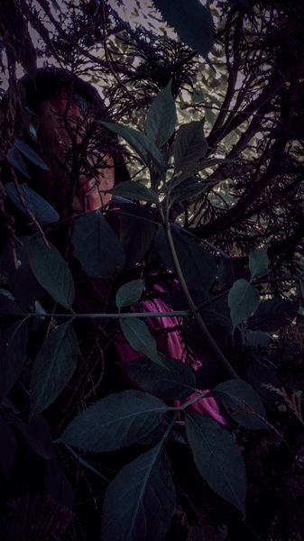 Luneha - Susie