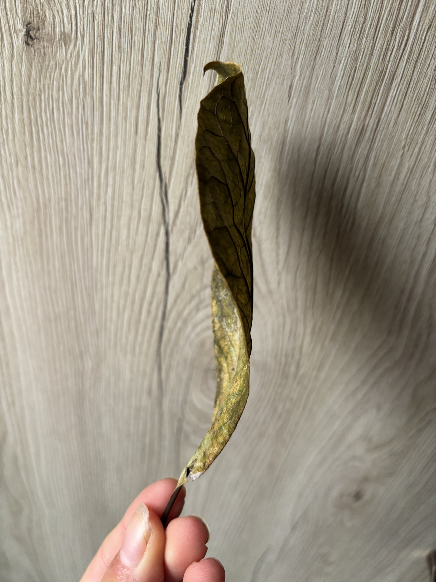 Feuille (Mao Mao) - Photo 2