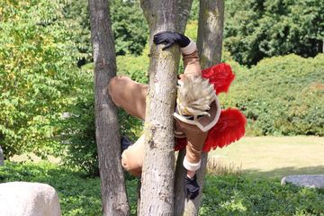Hawks in park preview 3