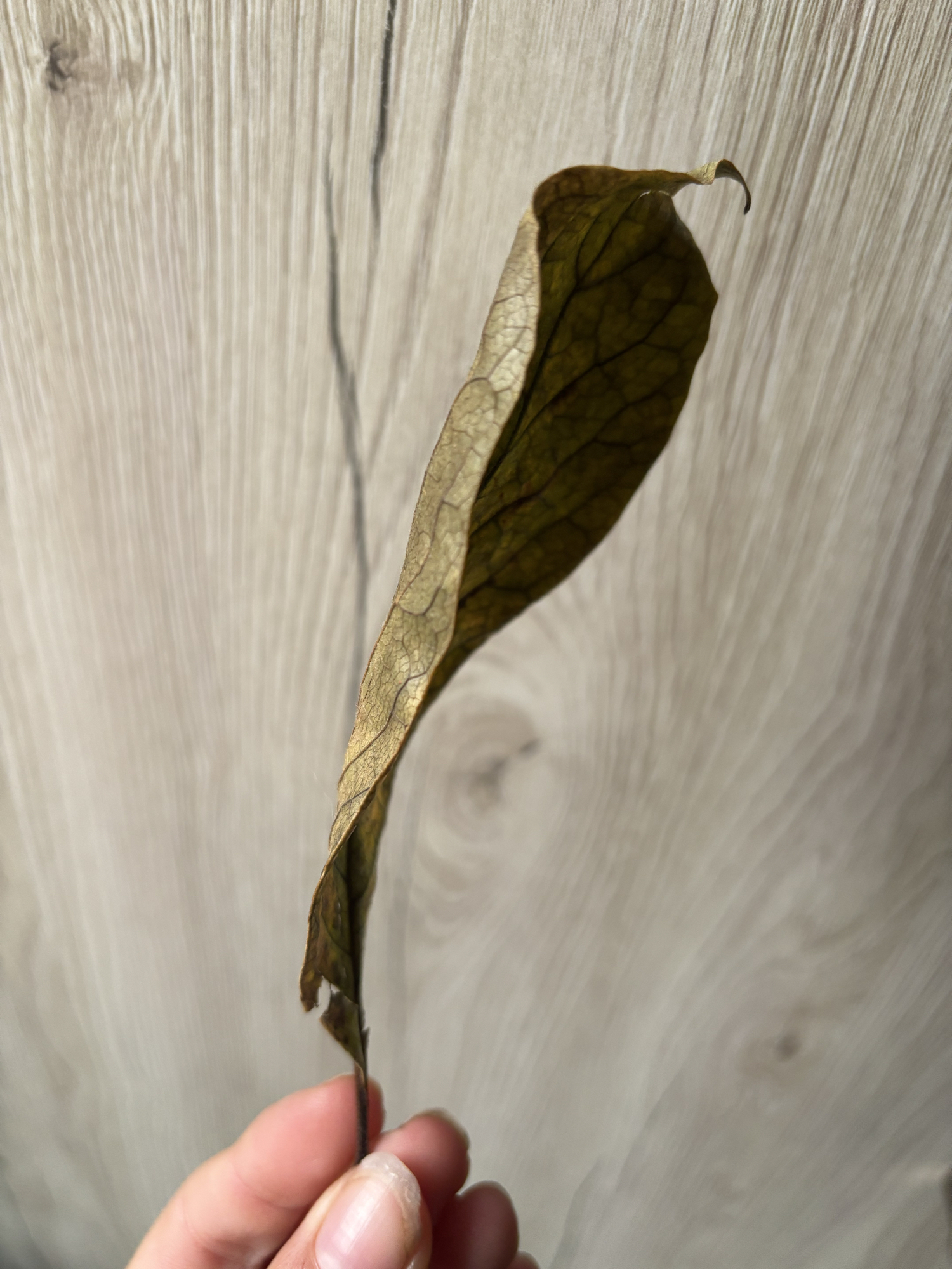 Feuille (Mao Mao) - Photo 4