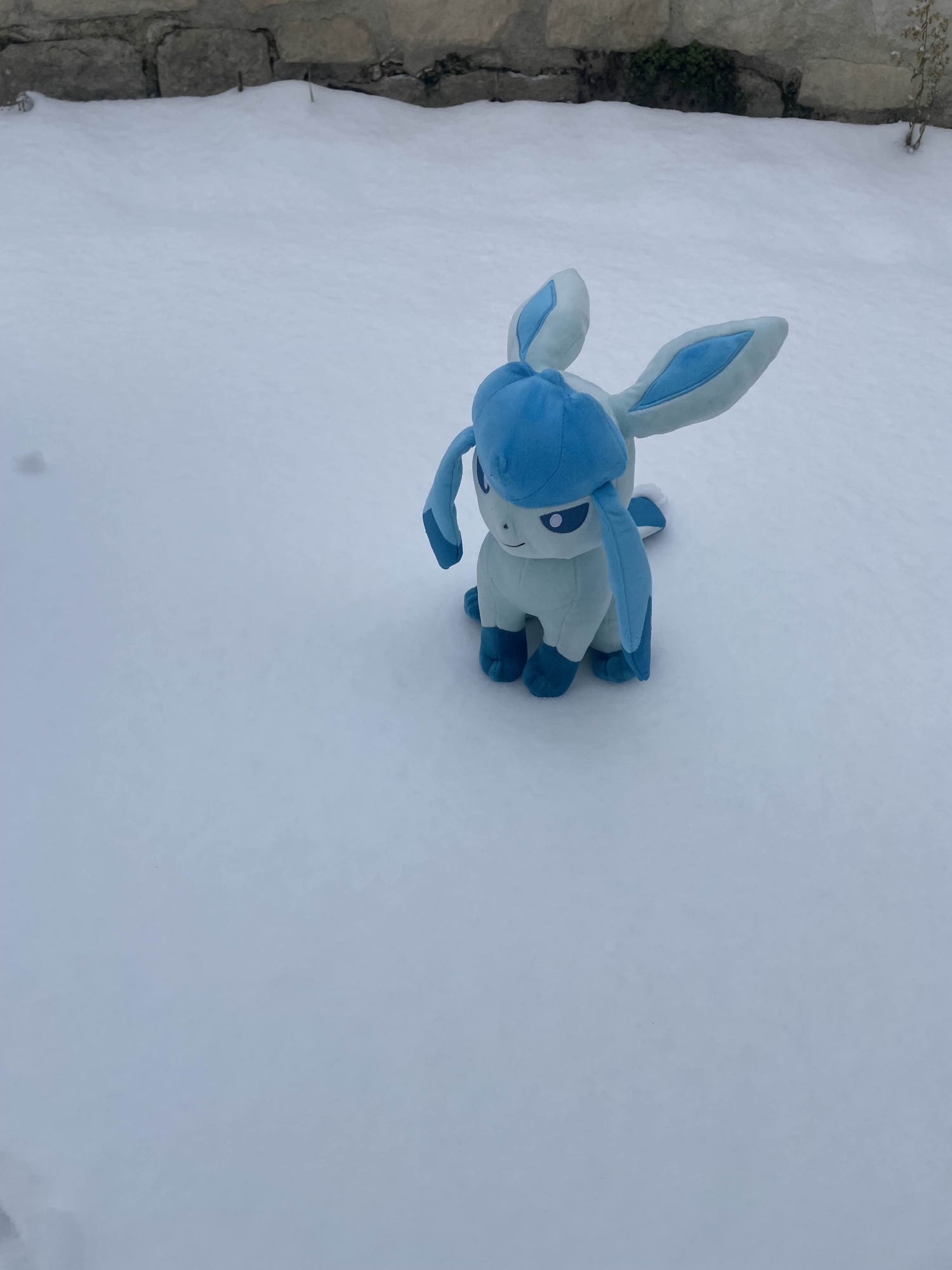 Glaceon — photo 6