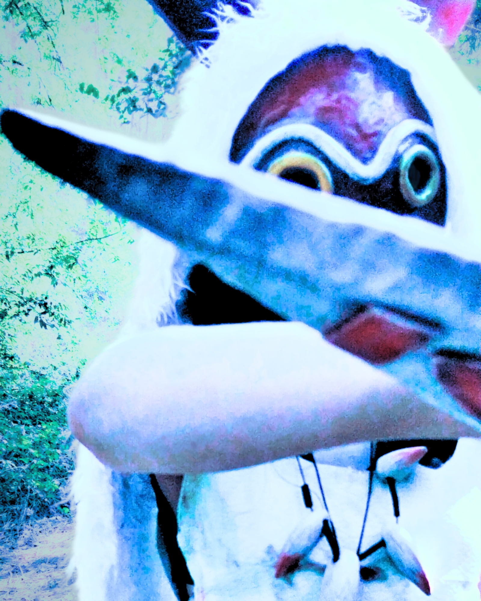Princess Mononoke — photo 9