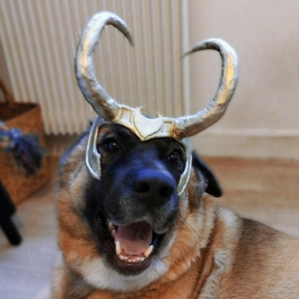 Zuko l'Akita en Loki