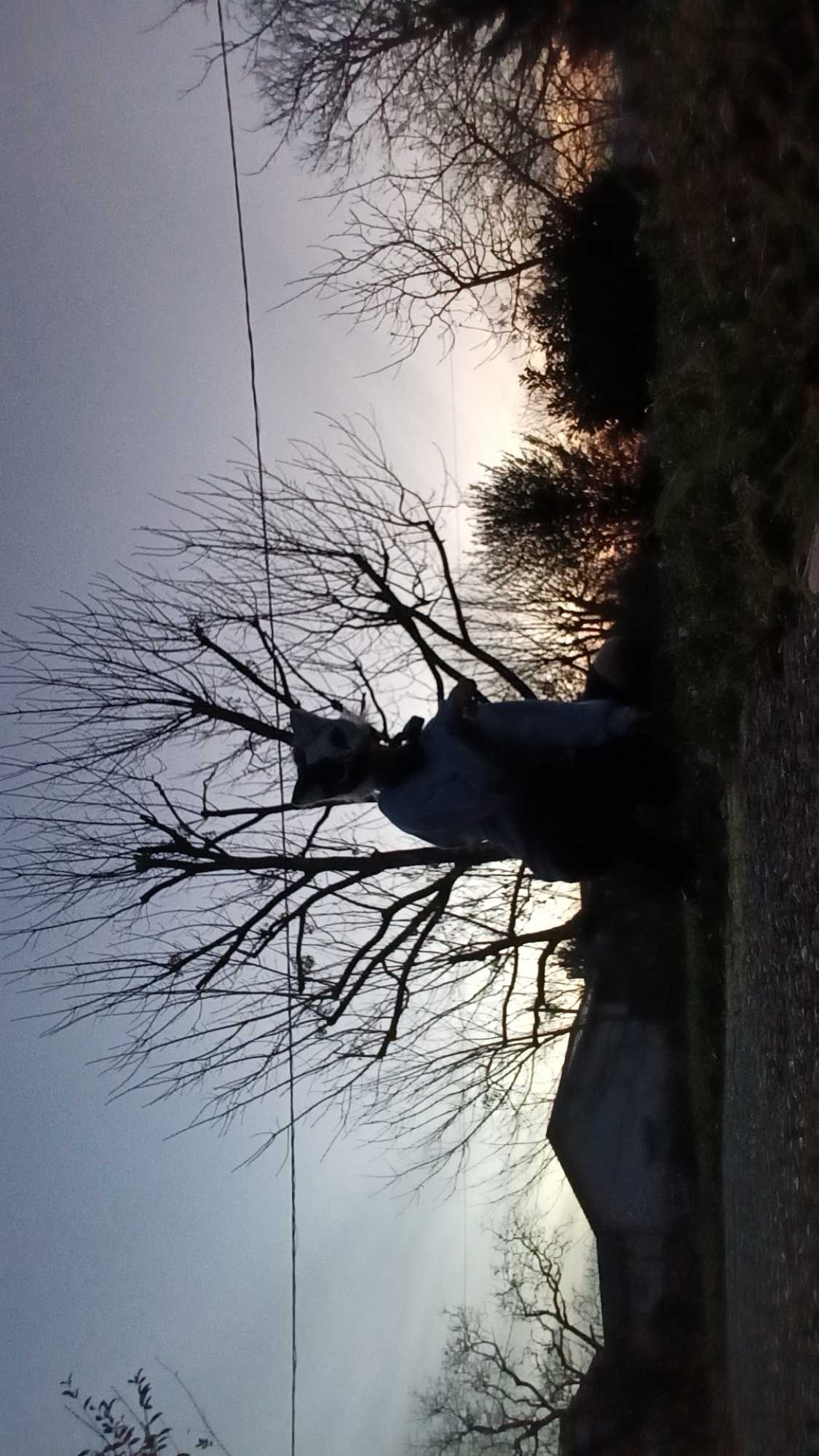 Therian — photo 22